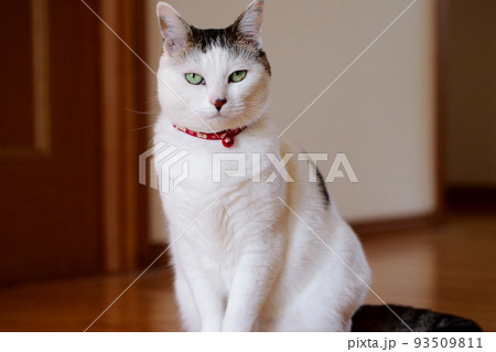 こちらを見つめる猫 こちらを見つめる猫 93509811