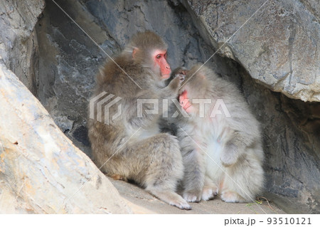 毛づくろいするニホンザル ニホンザルのグルーミング 毛づくろいするニホンザル ニホンザルのグルーミング 93510121