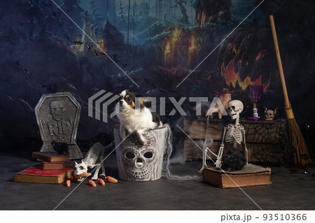 Chihuahua posing in a Halloween setting Chihuahua posing in a Halloween setting 93510366