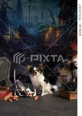 Chihuahua posing in a Halloween setting Chihuahua posing in a Halloween setting 93510367