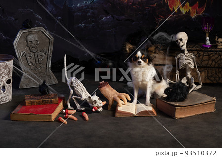 Chihuahua posing in a Halloween setting Chihuahua posing in a Halloween setting 93510372