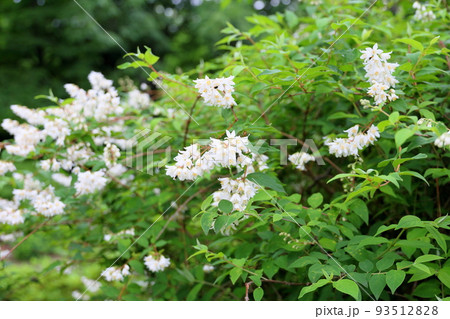 ウツギの花 93512828