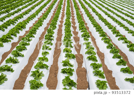 レタス畑【塩尻市洗馬】 レタス畑【塩尻市洗馬】 93513372