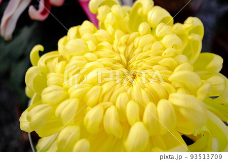 黄色の菊の花のアップ 黄色の菊の花のアップ 93513709