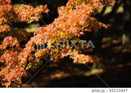 紅葉の最盛期 鹿児島県青少年研修センター 紅葉の最盛期 鹿児島県青少年研修センター 93513847