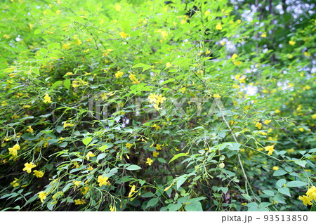 キンケイの花 キンケイの花 93513850