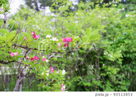 ハコネウツギの花 ハコネウツギの花 93513853