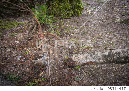 The tree was destroyed by the storm's intensity The tree was destroyed by the storm's intensity 93514457