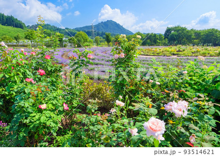 薔薇とスパイラルガーデン 薔薇とスパイラルガーデン 93514621