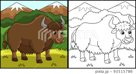 Yak Animal Coloring Page Colored Illustration 93515786
