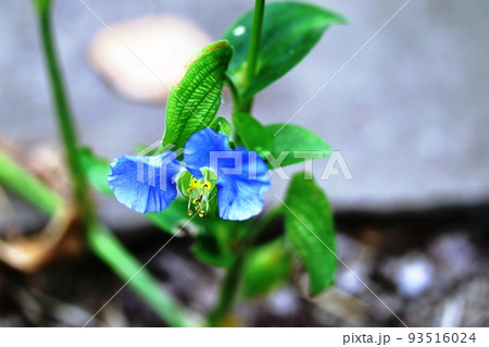 花の季節が終わる オオボウシバナ(大帽子花) 花の季節が終わる オオボウシバナ(大帽子花) 93516024