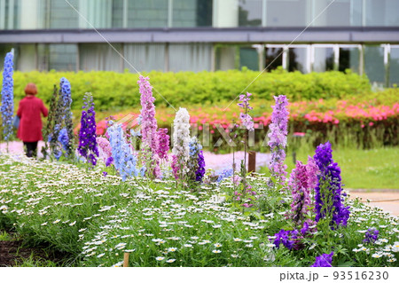 デルフィニウムの花 デルフィニウムの花 93516230