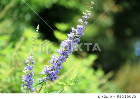 夏の花 セイヨウニンジンボク（西洋人参木） 93516628