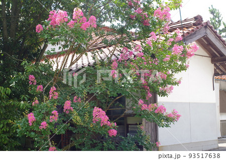 邑南町民家のサルスベリの花の景色 93517638