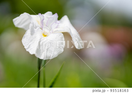 梅雨に咲く白い花菖蒲の花 93518163
