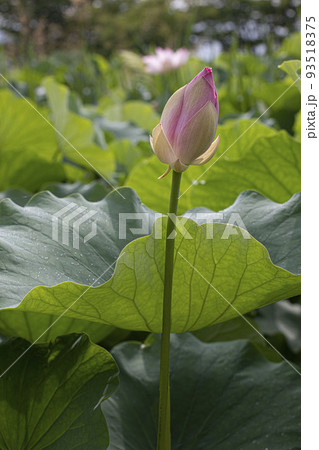 自然 花 蓮 93518375