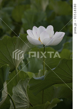 自然 花 蓮 93518380