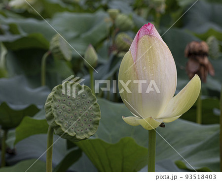 自然 植物 花 93518403