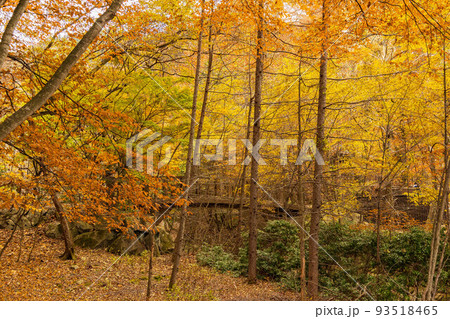 国内屈指の観光地　奥日光の秋　紅葉の英国大使館別荘記念公園 93518465