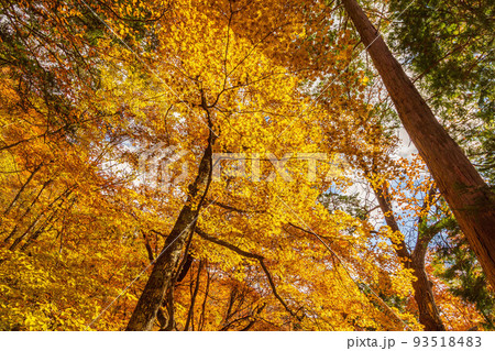 国内屈指の観光地　奥日光の秋　紅葉の英国大使館別荘記念公園 93518483