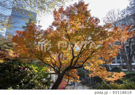 紅葉に包まれた高層ビル 清水谷公園 秋 紅葉 東京都千代田区紀尾井町 紅葉に包まれた高層ビル 清水谷公園 秋 紅葉 東京都千代田区紀尾井町 93518619