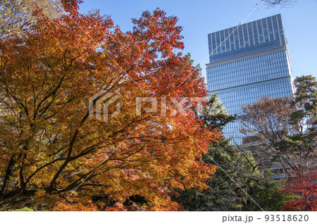 紅葉に包まれた高層ビル　清水谷公園　秋　紅葉　東京都千代田区紀尾井町   93518620
