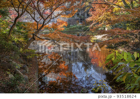 紅葉に映る紅葉 清水谷公園 秋 紅葉 東京都千代田区紀尾井町 紅葉に映る紅葉 清水谷公園 秋 紅葉 東京都千代田区紀尾井町 93518624