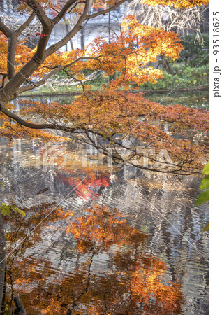 紅葉に映る紅葉 清水谷公園 秋 紅葉 東京都千代田区紀尾井町 紅葉に映る紅葉 清水谷公園 秋 紅葉 東京都千代田区紀尾井町 93518625