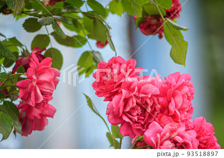 weaving beautiful red rose, close-up 93518897