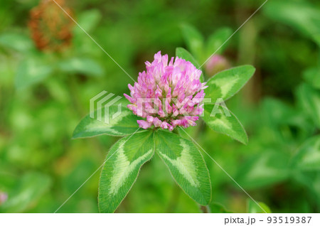 レッドクローバー 93519387