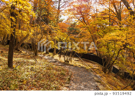 国内屈指の観光地　奥日光の秋　紅葉の英国大使館別荘記念公園 93519492
