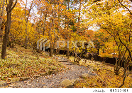 国内屈指の観光地　奥日光の秋　紅葉の英国大使館別荘記念公園 93519493