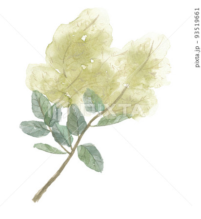 ハグマノキ  白熊の木 93519661