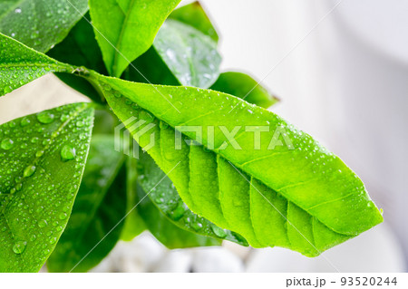 コーヒーノキ 珈琲 新緑 葉っぱ 水滴 窓際 コーヒーノキ 珈琲 新緑 葉っぱ 水滴 窓際 93520244