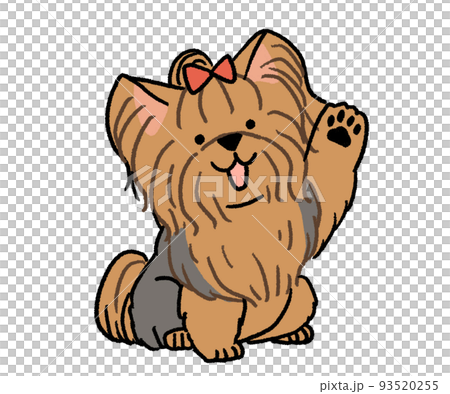 Yorkshire Terrier with one hand up 93520255