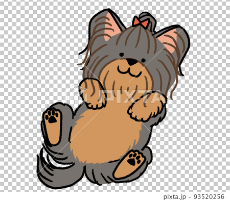 black yorkshire terrier lying on his back 93520256
