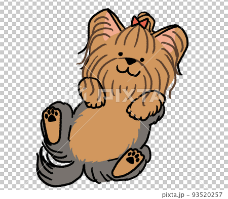Yorkshire Terrier lying on his back 93520257