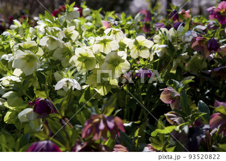 クリスマスローズの花が咲いています。学名はHelleborusです。 クリスマスローズの花が咲いています。学名はHelleborusです。 93520822