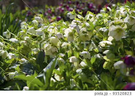 クリスマスローズの花が咲いています。学名はHelleborusです。 93520823