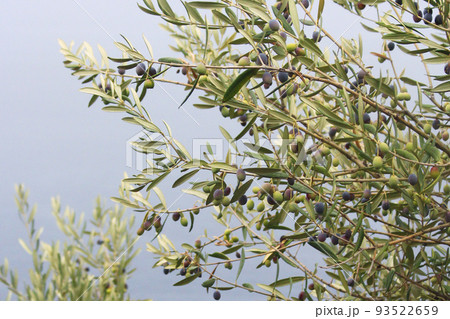 実をつけたオリーブの樹木の写真 実をつけたオリーブの樹木の写真 93522659