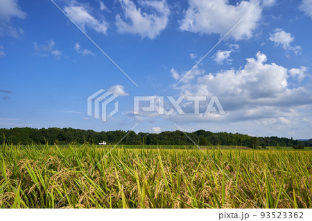 みずかがみの収穫期を迎えた夏の終わりの田園地帯 みずかがみの収穫期を迎えた夏の終わりの田園地帯 93523362