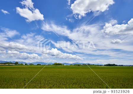 夏の大中干拓地と青空のコピースペース 夏の大中干拓地と青空のコピースペース 93523926