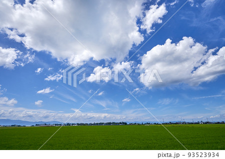 夏の大中干拓地と青空のコピースペース 93523934