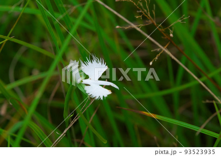 ヒイゴ池湿地の代表花　サギソウの花1　岡山県総社市 93523935