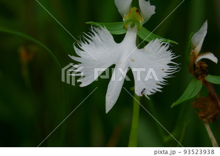 ヒイゴ池湿地の代表花 サギソウの花3 岡山県総社市 ヒイゴ池湿地の代表花 サギソウの花3 岡山県総社市 93523938