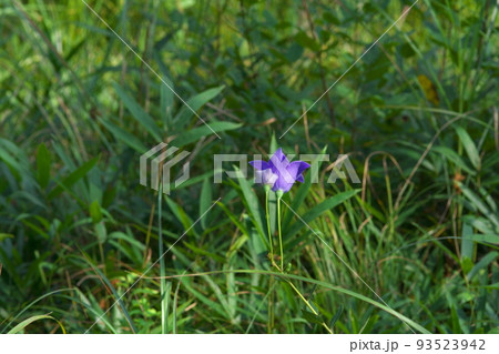 ヒイゴ池湿地に咲くキキョウの花1 岡山県総社市 ヒイゴ池湿地に咲くキキョウの花1 岡山県総社市 93523942