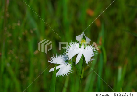 ヒイゴ池湿地の代表花　サギソウの花7　岡山県総社市 93523945