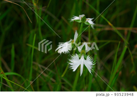 ヒイゴ池湿地の代表花 サギソウの花10 岡山県総社市 ヒイゴ池湿地の代表花 サギソウの花10 岡山県総社市 93523948