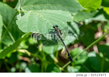 葉の上で翅を休めるオナガサナエ　メス 93523975