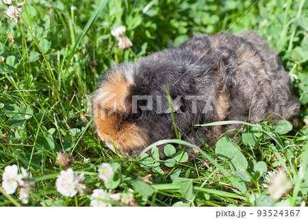 brown guinea pig on the green grass on a summer day brown guinea pig on the green grass on a summer day 93524367